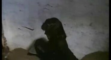 sex không che tây Brunette hút vòi nước dày. sexkoche